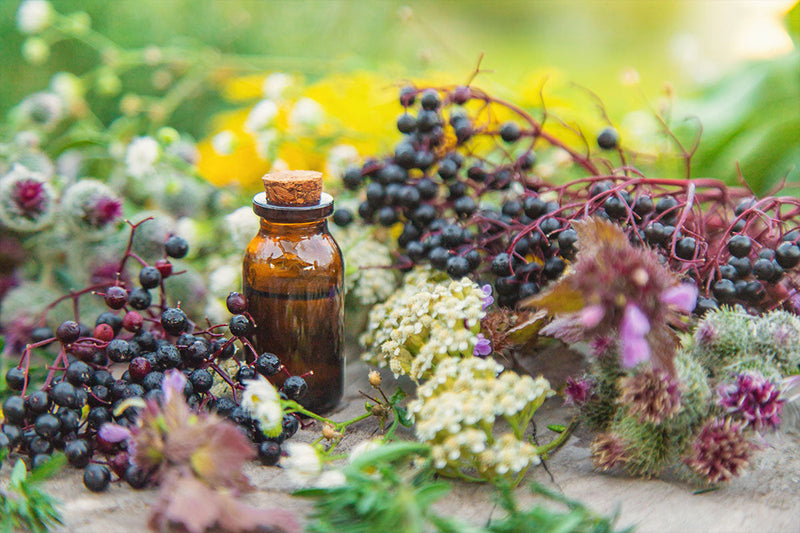 Is Elderberry Good For You? Explore Its Benefits