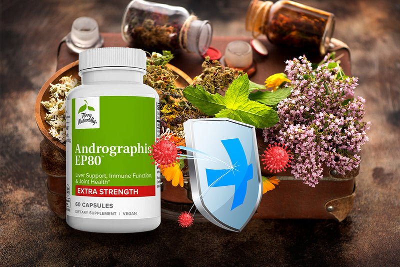 Andrographis Benefits for Immunity and Cold Relief