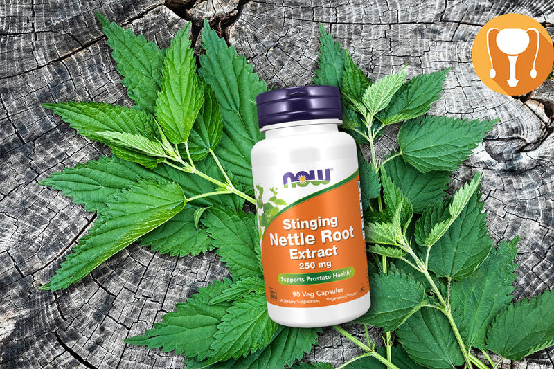 Nettle Root Supplements: Nature’s Support for Prostate and Hormone Health