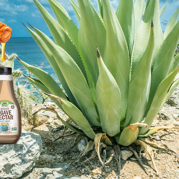 Agave Nectar vs Sugar: Which Sweetener Is Healthier for You? | DailyVita