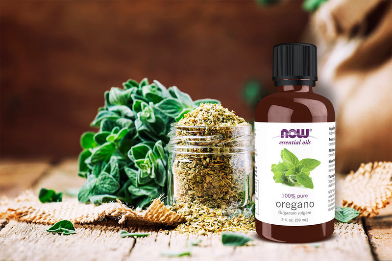 Oregano Herbs: Top Health Benefits You Didn’t Know About