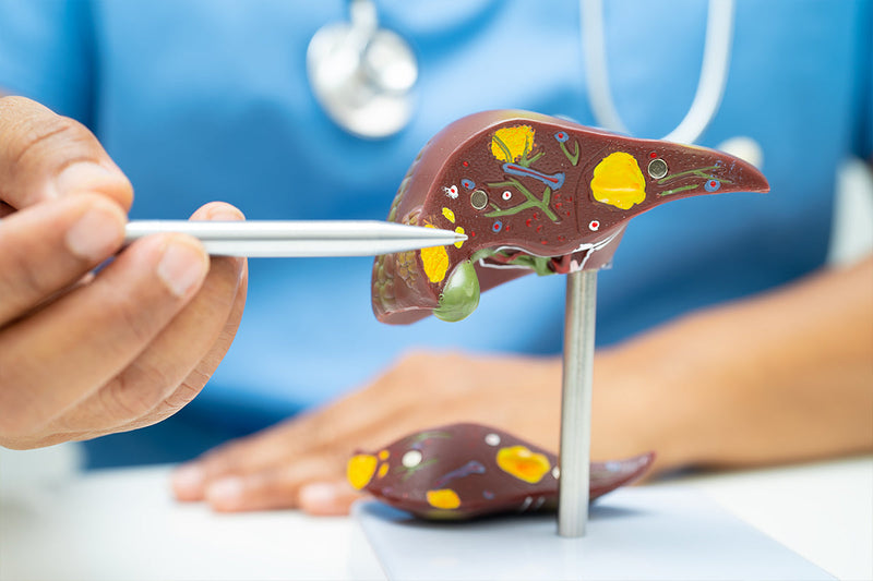 The Liver’s Essential Functions and How to Keep It Healthy