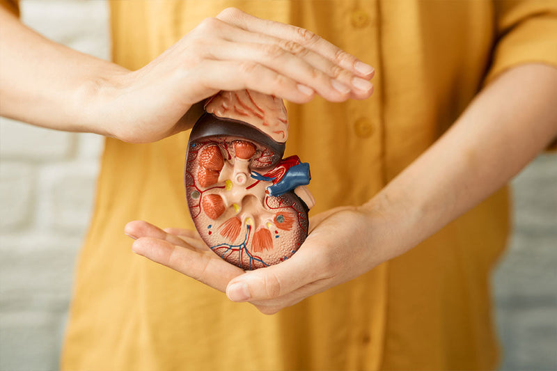 Kidney Support Supplement: Your Guide to Renal Health