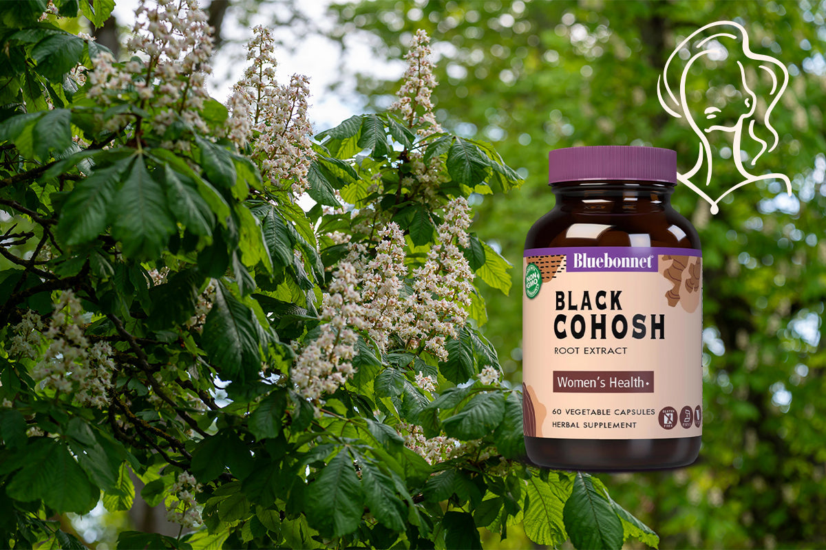 Black Cohosh Uses and Safety: A Gentle Guide for Women’s Health | DailyVita