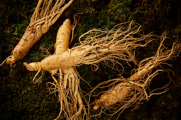 How American Ginseng Boosts Energy and Focus: The Natural Solution for a Busy Life