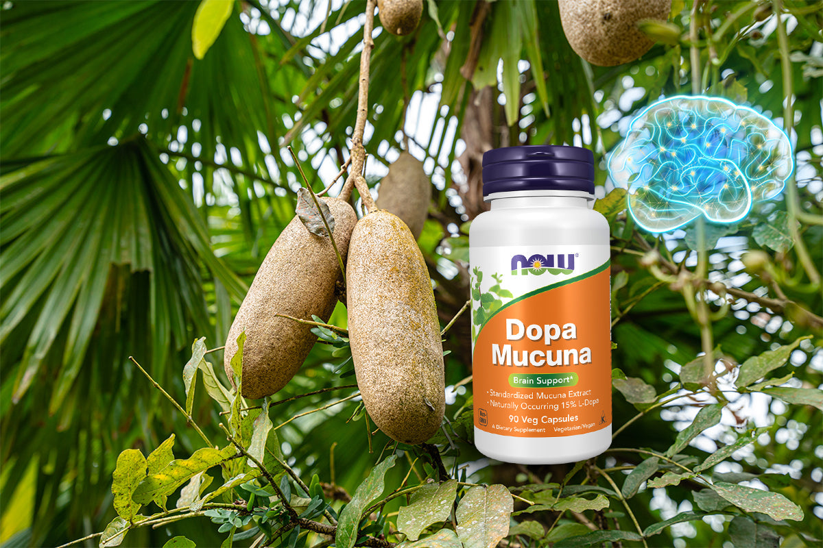 Mucuna Pruriens"