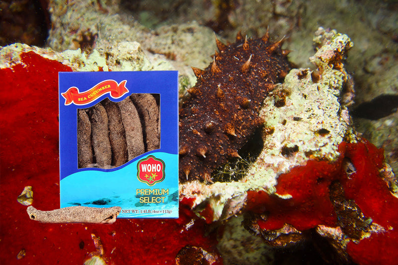 Sea Cucumber Benefits: Ancient Superfood for Modern Wellness