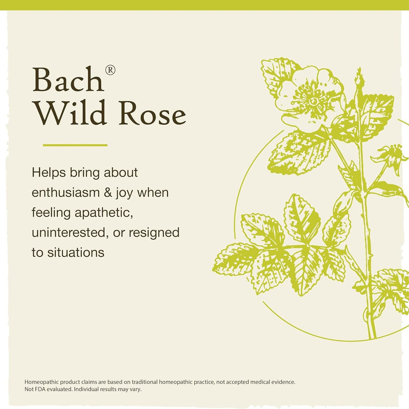 Bach Original Flower Remedies Wild Rose, Show Enthusiasm 0.7 fl. oz. (20mL) - DailyVita