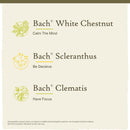 Bach Original Flower Remedies Clarity of Mind Focus Kit