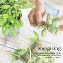 CLEARANCE! NOW Foods Basil Oil 1 fl oz, Stain or Minor Damage - DailyVita