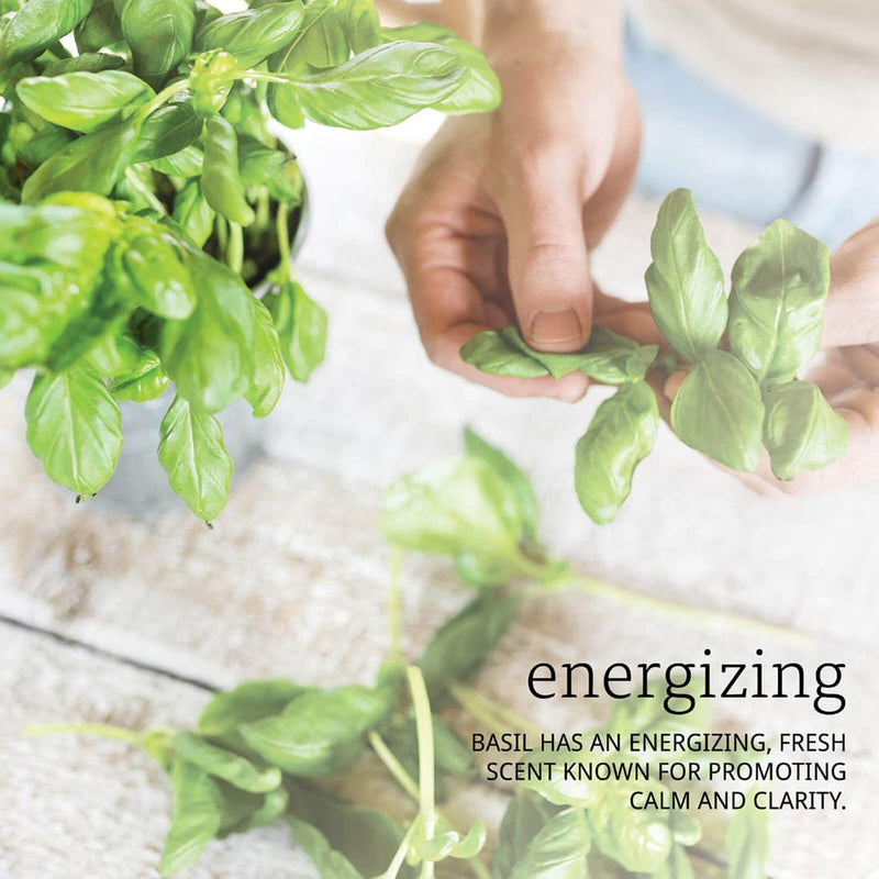 CLEARANCE! NOW Foods Basil Oil 1 fl oz, Stain or Minor Damage - DailyVita