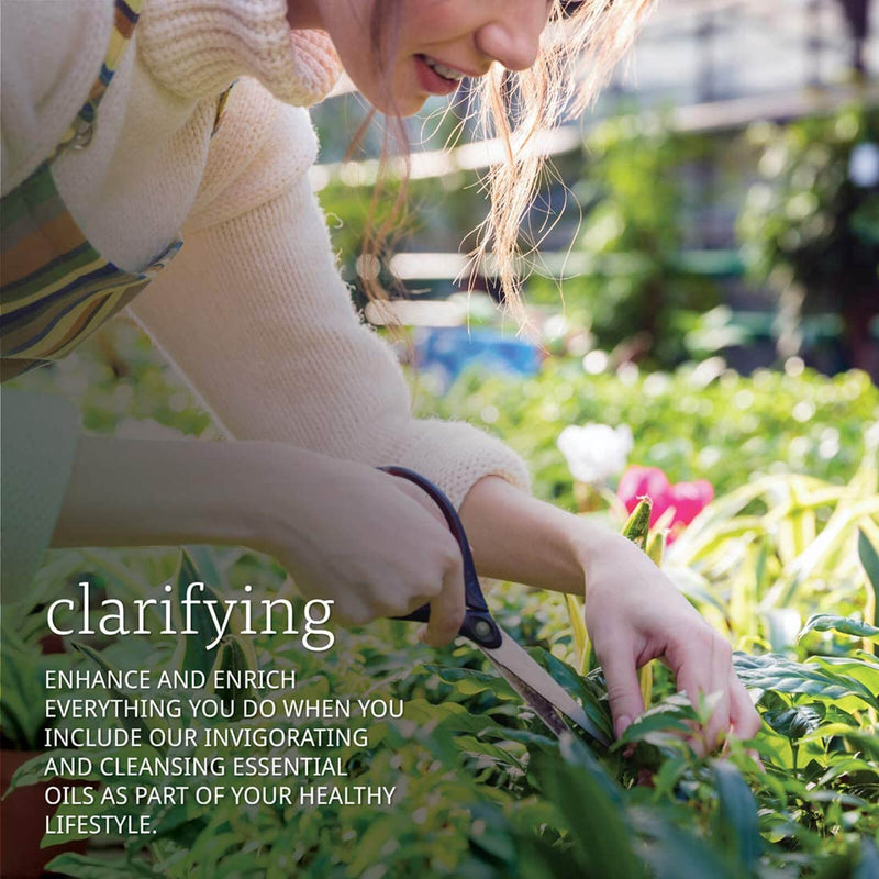 CLEARANCE! NOW Foods Basil Oil 1 fl oz, Stain or Minor Damage - DailyVita