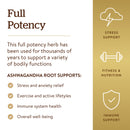 Solgar SFP Ashwagandha Root Extract 60 Vegetable Capsules - DailyVita