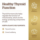 Solgar North Atlantic Kelp 250 Tablets - DailyVita