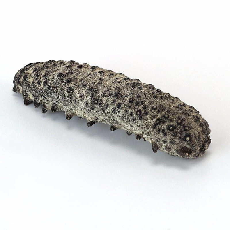 WOHO Mexico Wild Caught Dried Sea Cucumber Small - 8 Oz