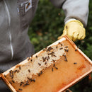 WOHO 100% Pure Creamed Raw Honey with Maca Root 8oz (226g) - DailyVita